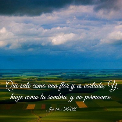 Picture 03 - Job 14:2 RVA - Que sale como una flor y es cortado; Y huye como - Bible Verse Picture