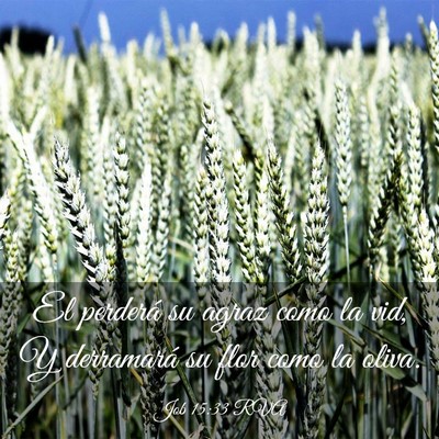 Picture 03 - Job 15:33 RVA - El perderá su agraz como la vid, Y derramará su - Bible Verse Picture