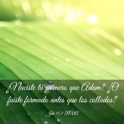 Picture 03 - Job 15:7 RVA - ¿Naciste tú primero que Adam? ¿O fuiste - Bible Verse Picture