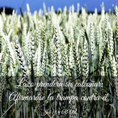 Picture 03 - Job 18:9 RVA - Lazo prenderá su calcañar: Afirmaráse la - Bible Verse Picture