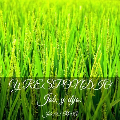 Picture 03 - Job 19:1 RVA - Y RESPONDIO Job, y - Bible Verse Picture