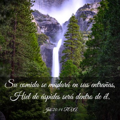 Picture 03 - Job 20:14 RVA - Su comida se mudará en sus entrañas, Hiel de - Bible Verse Picture