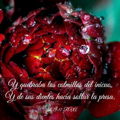 Picture 03 - Job 29:17 RVA - Y quebraba los colmillos del inicuo, Y de sus - Bible Verse Picture