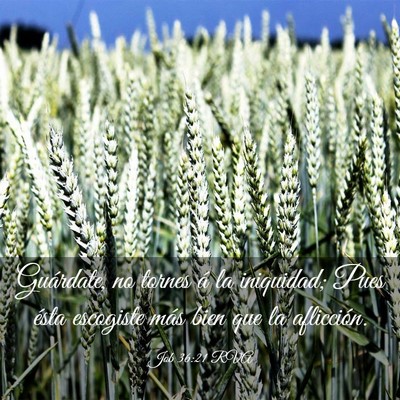 Picture 03 - Job 36:21 RVA - Guárdate, no tornes á la iniquidad; Pues ésta - Bible Verse Picture