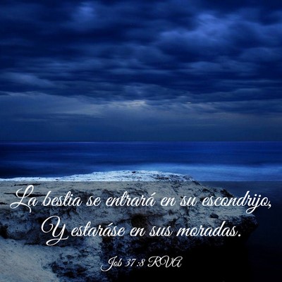 Picture 03 - Job 37:8 RVA - La bestia se entrará en su escondrijo, Y - Bible Verse Picture