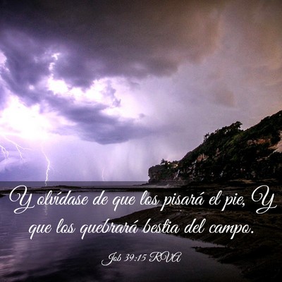 Picture 03 - Job 39:15 RVA - Y olvídase de que los pisará el pie, Y que los - Bible Verse Picture