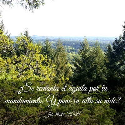 Picture 03 - Job 39:27 RVA - ¿Se remonta el águila por tu mandamiento, Y - Bible Verse Picture