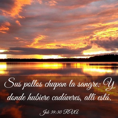 Picture 03 - Job 39:30 RVA - Sus pollos chupan la sangre: Y donde hubiere - Bible Verse Picture