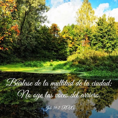 Picture 03 - Job 39:7 RVA - Búrlase de la multitud de la ciudad: No oye las - Bible Verse Picture