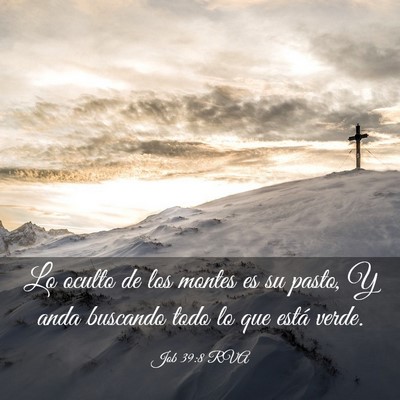 Picture 03 - Job 39:8 RVA - Lo oculto de los montes es su pasto, Y anda - Bible Verse Picture