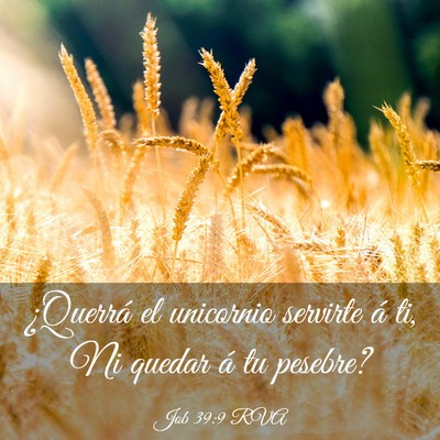 Picture 03 - Job 39:9 RVA - ¿Querrá el unicornio servirte á ti, Ni quedar - Bible Verse Picture