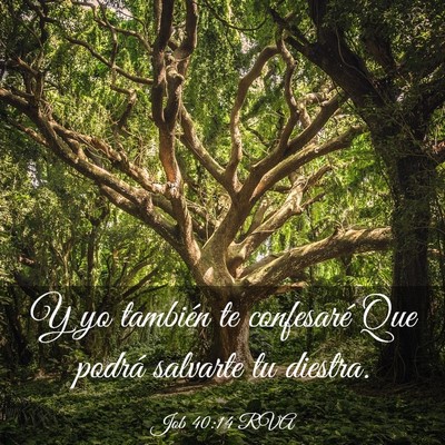 Picture 03 - Job 40:14 RVA - Y yo también te confesaré Que podrá salvarte - Bible Verse Picture