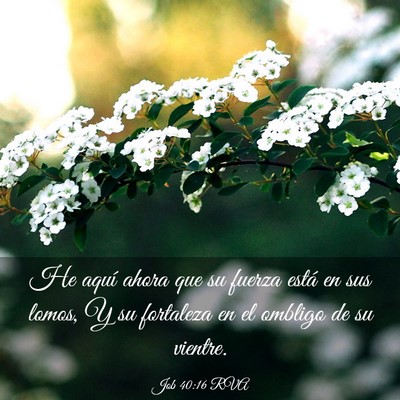 Picture 03 - Job 40:16 RVA - He aquí ahora que su fuerza está en sus lomos, - Bible Verse Picture