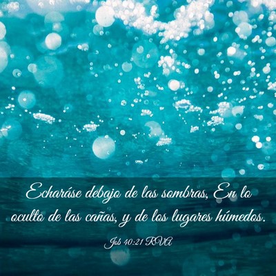 Picture 03 - Job 40:21 RVA - Echaráse debajo de las sombras, En lo oculto de - Bible Verse Picture