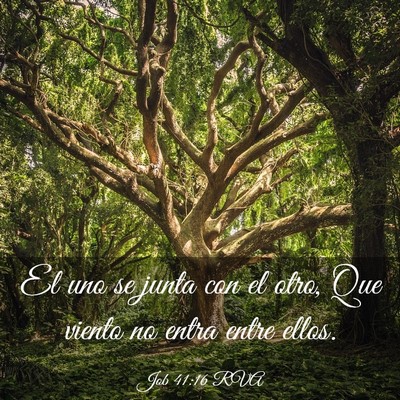 Picture 03 - Job 41:16 RVA - El uno se junta con el otro, Que viento no entra - Bible Verse Picture