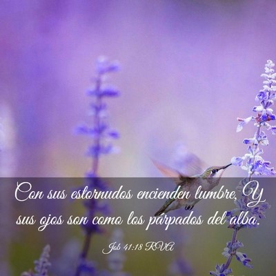 Picture 03 - Job 41:18 RVA - Con sus estornudos encienden lumbre, Y sus ojos - Bible Verse Picture