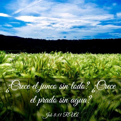 Picture 03 - Job 8:11 RVA - ¿Crece el junco sin lodo? ¿Crece el prado sin - Bible Verse Picture