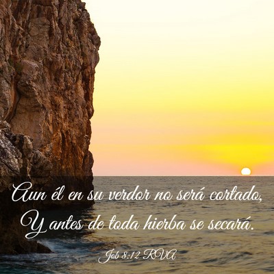 Picture 03 - Job 8:12 RVA - Aun él en su verdor no será cortado, Y antes de - Bible Verse Picture