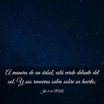 Picture 03 - Job 8:16 RVA - A manera de un árbol, está verde delante del - Bible Verse Picture