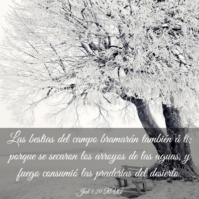 Picture 03 - Joel 1:20 RVA - Las bestias del campo bramarán también á ti; - Bible Verse Picture