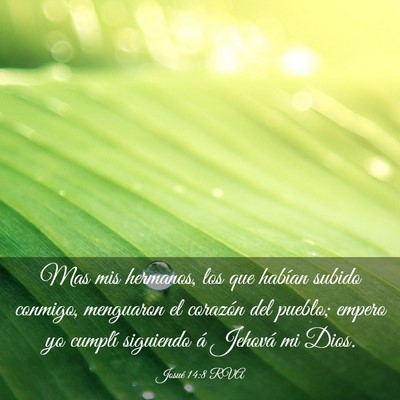 Picture 03 - Josué 14:8 RVA - Mas mis hermanos, los que habían subido conmigo, - Bible Verse Picture