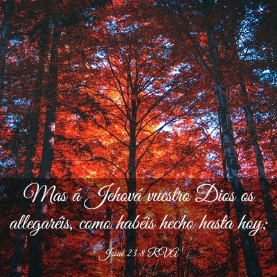 Picture 03 - Josué 23:8 RVA - Mas á Jehová vuestro Dios os allegaréis, como - Bible Verse Picture