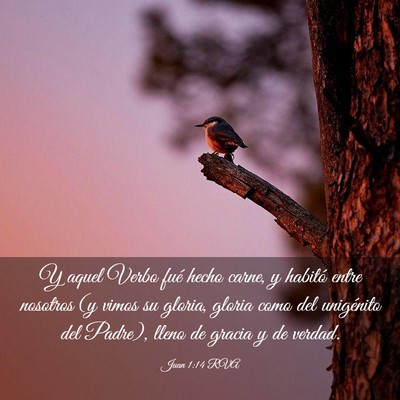 Picture 03 - Juan 1:14 RVA - Y aquel Verbo fué hecho carne, y habitó entre - Bible Verse Picture