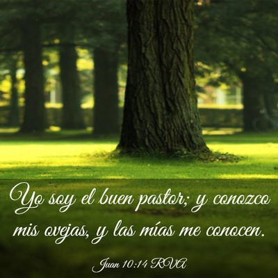 Picture 03 - Juan 10:14 RVA - Yo soy el buen pastor; y conozco mis ovejas, y - Bible Verse Picture