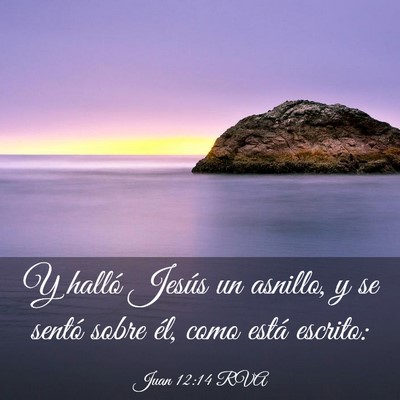 Picture 03 - Juan 12:14 RVA - Y halló Jesús un asnillo, y se sentó sobre - Bible Verse Picture