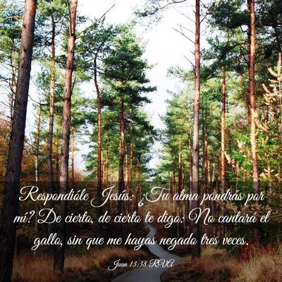 Picture 03 - Juan 13:38 RVA - Respondióle Jesús: ¿Tu alma pondrás por mí? - Bible Verse Picture