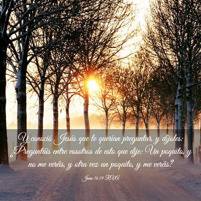 Picture 03 - Juan 16:19 RVA - Y conoció Jesús que le querían preguntar, y - Bible Verse Picture