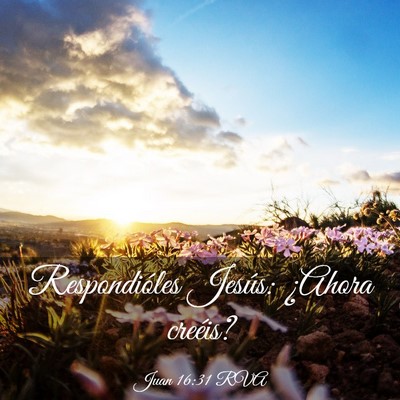 Picture 03 - Juan 16:31 RVA - Respondióles Jesús: ¿Ahora - Bible Verse Picture