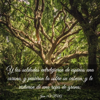 Picture 03 - Juan 19:2 RVA - Y los soldados entretejieron de espinas una - Bible Verse Picture