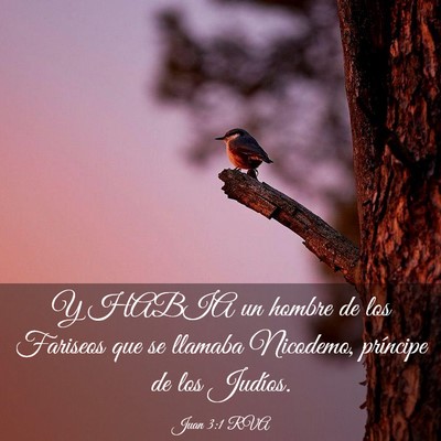 Picture 03 - Juan 3:1 RVA - Y HABIA un hombre de los Fariseos que se llamaba - Bible Verse Picture