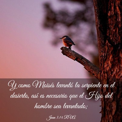 Picture 03 - Juan 3:14 RVA - Y como Moisés levantó la serpiente en el - Bible Verse Picture