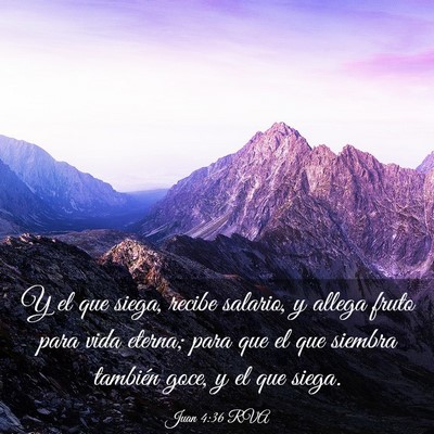 Picture 03 - Juan 4:36 RVA - Y el que siega, recibe salario, y allega fruto - Bible Verse Picture