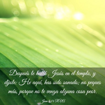 Picture 03 - Juan 5:14 RVA - Después le halló Jesús en el templo, y - Bible Verse Picture