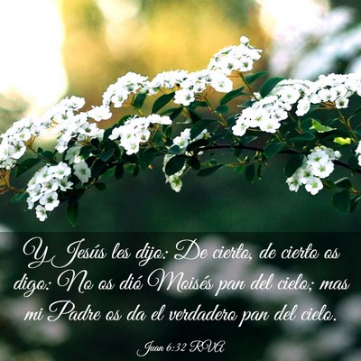 Picture 03 - Juan 6:32 RVA - Y Jesús les dijo: De cierto, de cierto os digo: - Bible Verse Picture