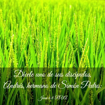 Picture 03 - Juan 6:8 RVA - Dícele uno de sus discípulos, Andrés, hermano - Bible Verse Picture