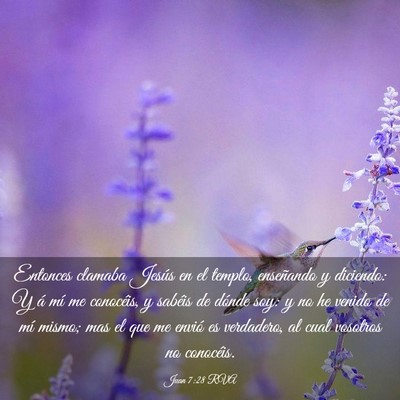 Picture 03 - Juan 7:28 RVA - Entonces clamaba Jesús en el templo, enseñando - Bible Verse Picture