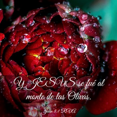 Picture 03 - Juan 8:1 RVA - Y JESUS se fué al monte de las - Bible Verse Picture