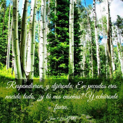Picture 03 - Juan 9:34 RVA - Respondieron, y dijéronle: En pecados eres - Bible Verse Picture