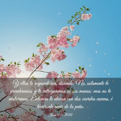 Picture 03 - Jueces 15:13 RVA - Y ellos le respondieron, diciendo: No, solamente - Bible Verse Picture