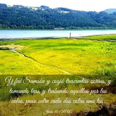 Picture 03 - Jueces 15:4 RVA - Y fué Samsón y cogió trescientas zorras, y - Bible Verse Picture