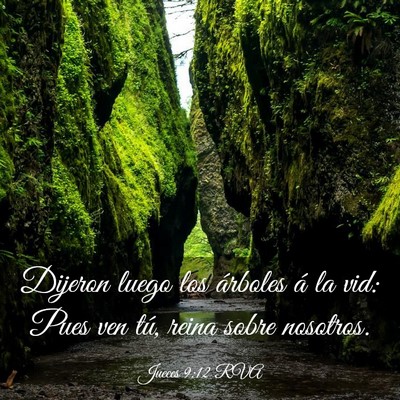 Picture 03 - Jueces 9:12 RVA - Dijeron luego los árboles á la vid: Pues ven - Bible Verse Picture