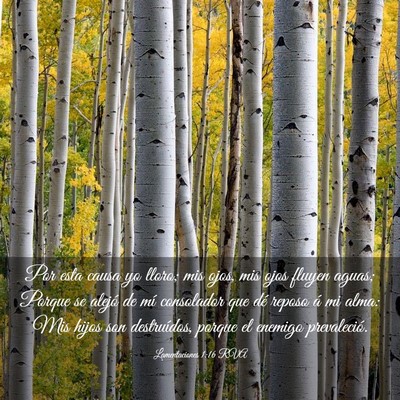 Picture 03 - Lamentaciones 1:16 RVA - Por esta causa yo lloro; mis ojos, mis ojos - Bible Verse Picture