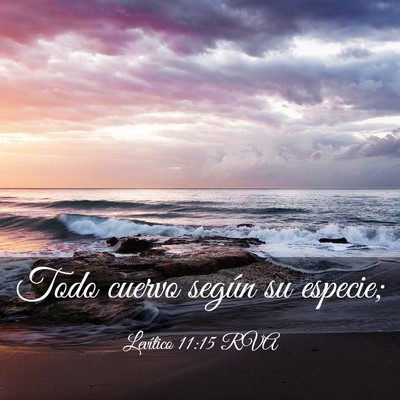 Picture 03 - Levítico 11:15 RVA - Todo cuervo según su - Bible Verse Picture