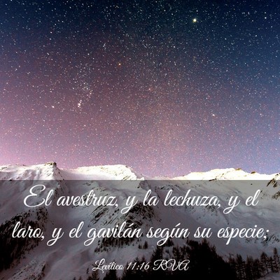 Picture 03 - Levítico 11:16 RVA - El avestruz, y la lechuza, y el laro, y el - Bible Verse Picture