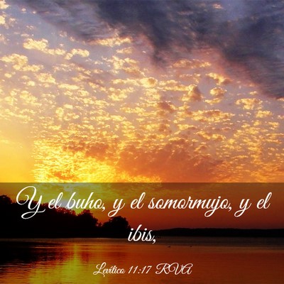 Picture 03 - Levítico 11:17 RVA - Y el buho, y el somormujo, y el - Bible Verse Picture