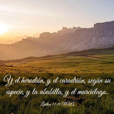 Picture 03 - Levítico 11:19 RVA - Y el herodión, y el caradrión, según su - Bible Verse Picture